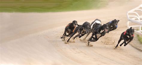 gbgb greyhound results